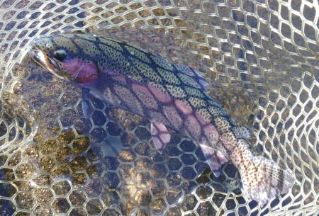 高原の管理釣り場で夏のトラウト ～平谷湖フィッシングスポット～